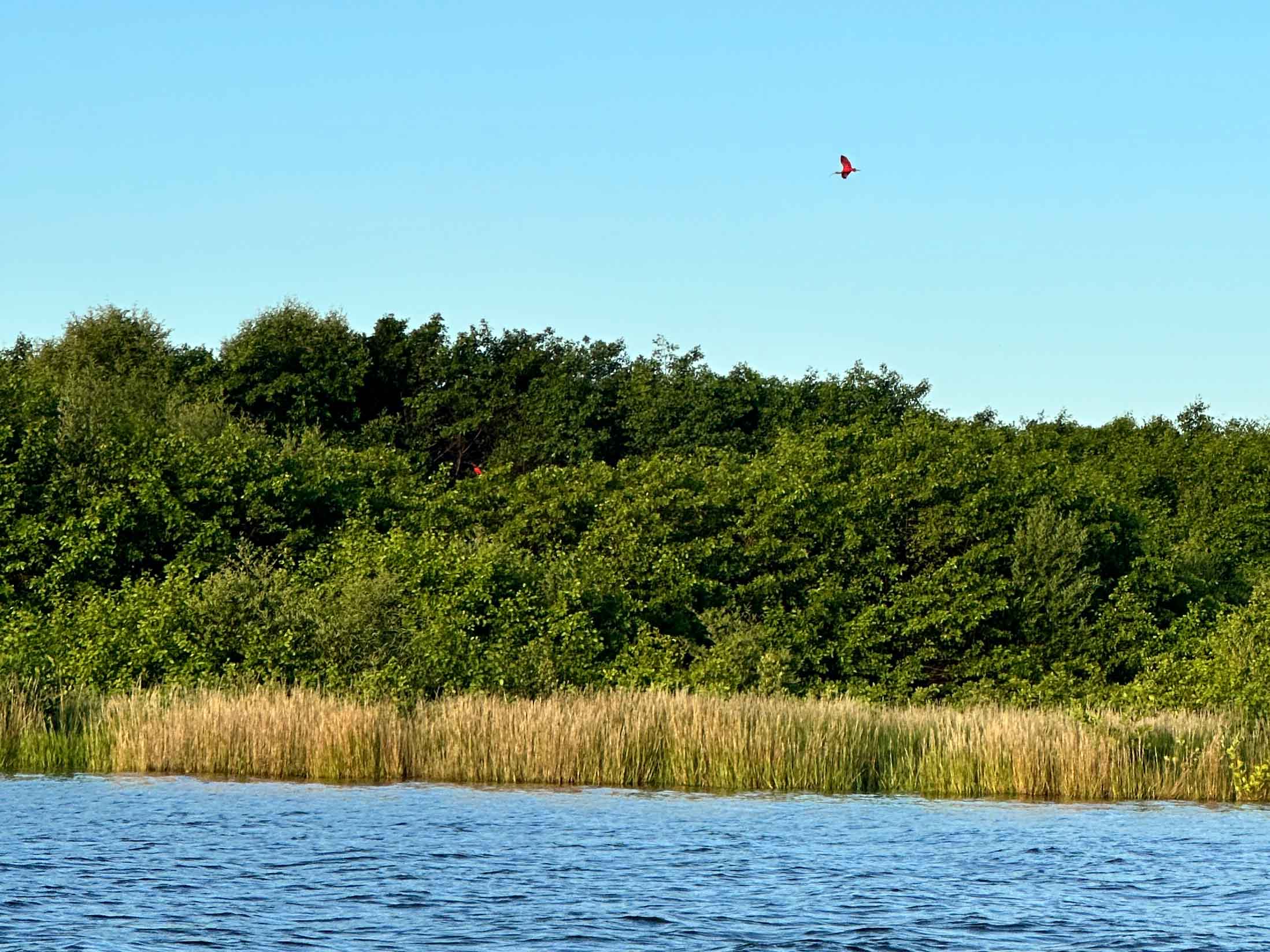 A scarlet ibis flying toward its nest