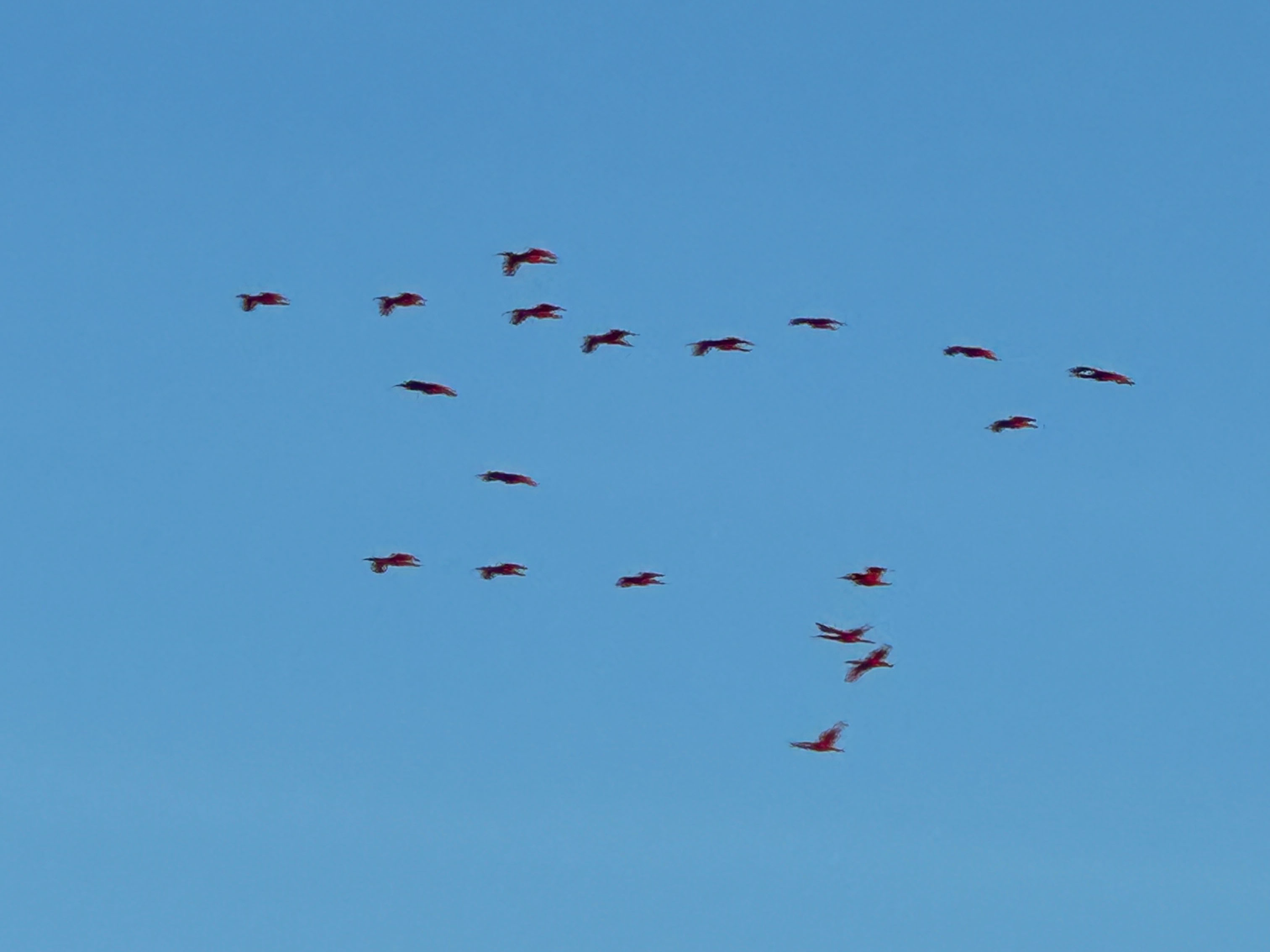 A flock of scarlet ibises
