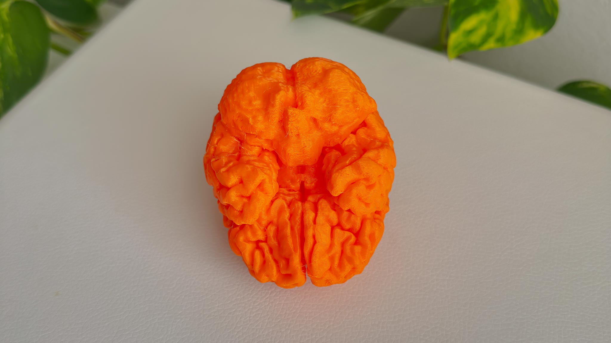 Underside of the brain